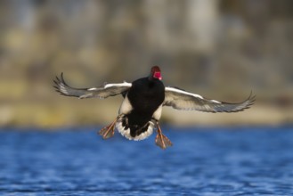 Red-crested Pochard (Netta rufina) male flying, Bavaria, Germany