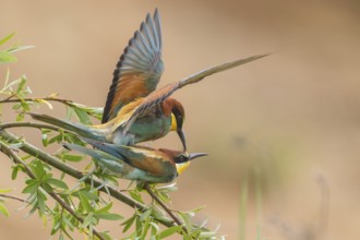 European Bee-eater (Merops apiaster) pair mating, Saxony-Anhalt, Germany