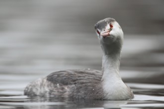 Great Crested Grebe (Podiceps cristatus), North Rhine-Westphalia, Germany