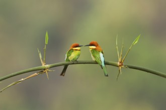 Chestnut-headed Bee-eater (Merops leschenaulti) pair perched on a branch, West Bengel, India