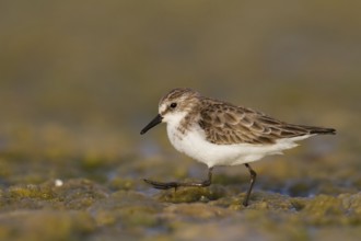 Little Stint (Calidris minuta), Oman