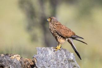 Common Kestrel (Falco tinnunculus) male, Castile-La Mancha, Spain