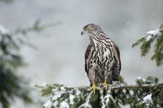 Bird of prey Northern Goshawk sitting oh the spruce branch with snow flake during winter