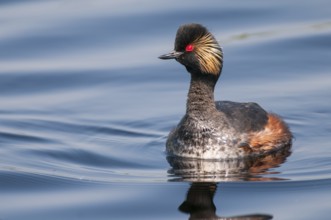 Black-necked Grebe (Podiceps nigricollis), Lower Saxony, Germany
