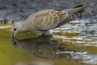 European Turtle Dove (Streptopelia turtur), Castile-La Mancha, Spain