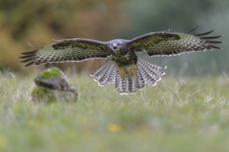Common Buzzard (Buteo buteo) flying, Lower Saxony, Germany
