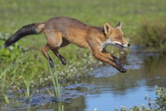 Red Fox (Vulpes vulpes) jumping and hunting in pond, Netherlands