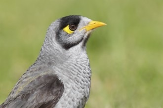 Noisy Miner (Manorina melanocephala), Victoria, Australia