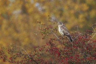 Common Buzzard (Buteo buteo) perched on a bush, North Rhine-Westphalia, Germany
