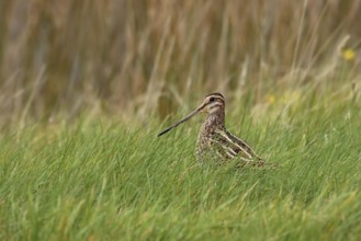Common Snipe (Gallinago gallinago) foraging in marsh, North Rhine-Westphalia, Germany