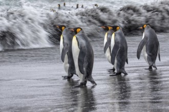 King Penguin (Aptenodytes patagonicus) group going to sea, South Georgia