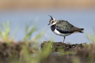 Northern Lapwing (Vanellus vanellus), Saxony-Anhalt, Germany