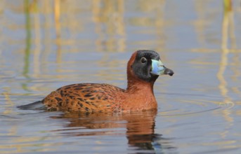 Masked Duck (Nomonyx dominicus) male, Florida, USA