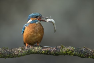 Common Kingfisher (Alcedo atthis) male perched on a branch with a fish in its beak, Lower Saxony,