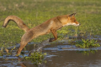 Red Fox (Vulpes vulpes) jumping and hunting in pond, Netherlands