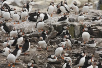 Atlantic Puffin (Fratercula arctica), Farne Islands, United Kingdom