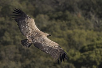 Buitre leonado / Griffon Vulture (Gyps fulvus)