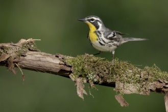 Yellow-throated Warbler (Setophaga dominica) perched on a branch, Texas, USA