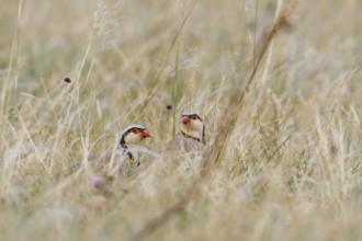 Rock Partridge (Alectoris graeca), Croatia