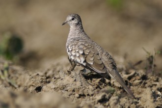 Scaled Dove (Columbina squammata), Pantanal, Brazil