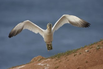Northern Gannet (Morus bassanus) flying, Schleswig-Holstein, Germany