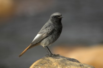Black Redstart (Phoenicurus ochruros) male, Castile-La Mancha, Spain