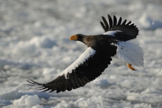 Steller's Sea Eagle (Haliaeetus pelagicus) flying, Hokkaido, Japan
