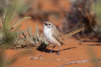 Eyrean Grasswren (Amytornis goyderi) singing, perched on the ground, South Australia, Australia