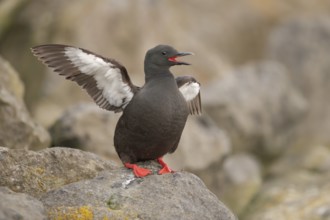 Black Guillemot (Cepphus grylle) calling, perched on a rock, Iceland