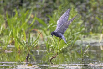 Black Tern (Chlidonias niger) flying, Netherlands