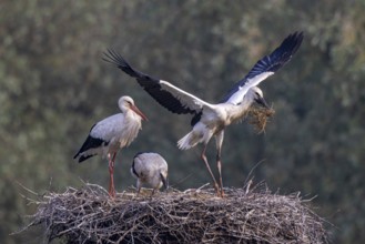 White Stork (Ciconia ciconia) adult with juveniles in nest, Netherlands