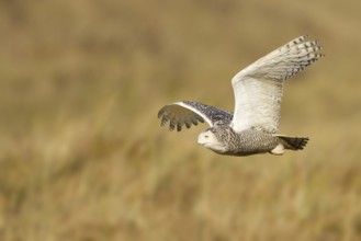 Snowy Owl (Bubo scandiacus) flying, Vlieland, Netherlands