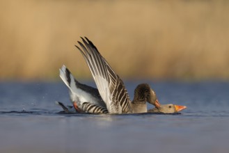 Greylag Goose (Anser anser) pair mating, Utrecht, Netherlands