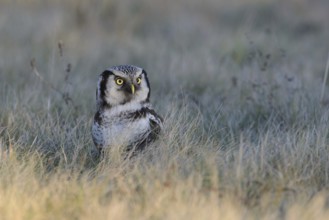 Northern Hawk-Owl (Surnia ulula), Saxony, Germany