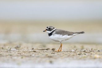 Common Ringed Plover (Charadrius hiaticula) foraging, North Rhine-Westphalia, Germany