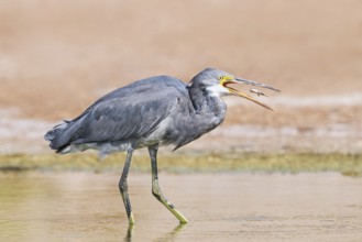 Western Reef Heron (Egretta gularis), Eilat, Israel