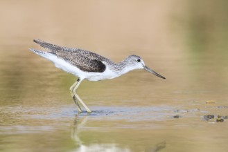Common Greenshank (Tringa nebularia) foraging, Eilat, Israel