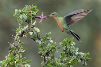 Great Saphirewing (Pterophanes cyanopterus) flying while feeding at a flower in the Andes Mountains