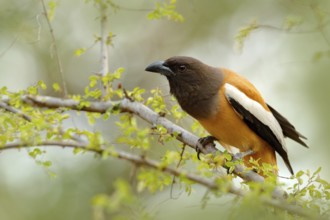 Rufous Treepie, Dendrocitta vagabunda, detail portrait of bird from Ranthambore, India forest, tree