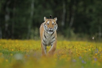 Tiger with yellow flowers. Siberian tiger in beautiful habitat. Amur tiger sitting in the grass.