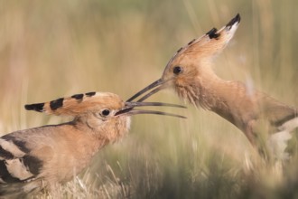 Eurasian Hoopoe (Upupa epops) pair passing food, Subotica, Serbia