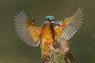 Common Kingfisher (Alcedo atthis) flying, Bavaria, Germany