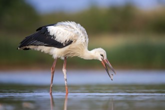 White Stork (Ciconia ciconia) foraging in shallow water, Saxony-Anhalt, Germany