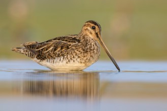 Common Snipe (Gallinago gallinago) foraging, Poland