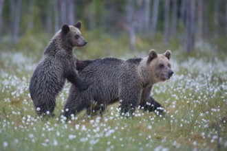 Eurasian Brown Bear (Ursus arctos) mother with cub, Finland