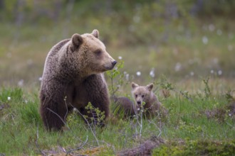 Eurasian Brown Bear (Ursus arctos) mother with cubs, Finland