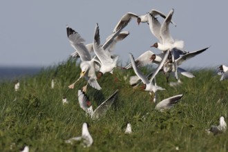Black-headed Gull (Chroicocephalus ridibundus), Lower Saxony, Germany