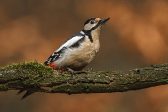 Great Spotted Woodpecker (Dendrocopos major), Utrecht, Netherlands