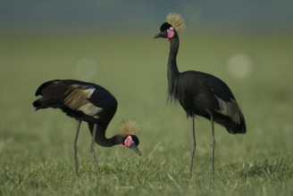 Black Crowned Crane (Balearica pavonina) foraging, Lake Awasa, Ethiopia