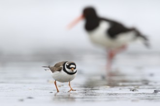 Common Ringed Plover & Eurasian Oystercatcher (Charadrius hiaticula & Haematopus ostralegus)